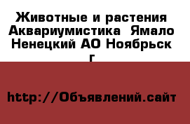 Животные и растения Аквариумистика. Ямало-Ненецкий АО,Ноябрьск г.